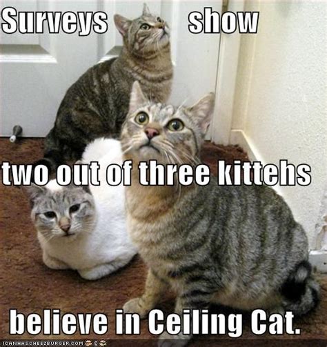 Surveys Show Two Out Of Three Kittehs Believe In Ceiling Cat Funny