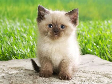 Free Download Cute Kitten Kittens Wallpaper 16122136 1280x800 For