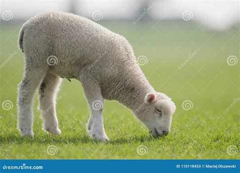 Sheep Lamb Ram Ovis Aries Stock Image Image Of Agriculture Mammal