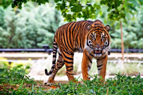 What Is The Difference Between A Sumatran Tiger And A Bengal Tiger