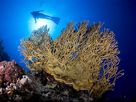 Underwater Photographer Nicholas Samarass Gallery