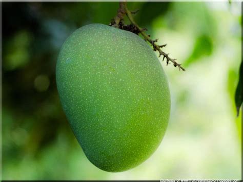 Nama nama buah dalam bahasa arab. Nama Buah-Buahan Dalam Bahasa Arab : www.buahaz.com