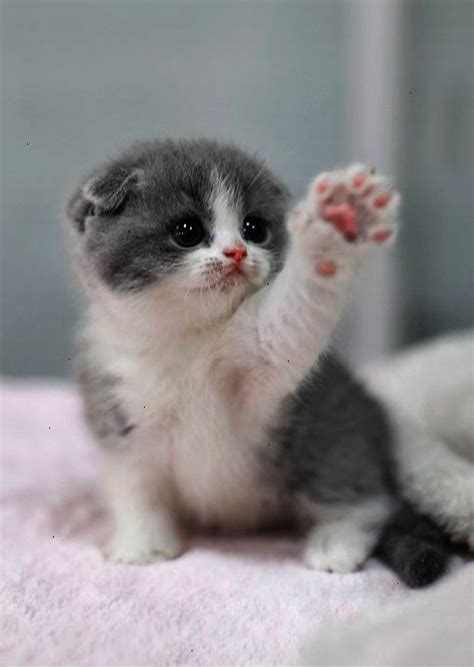 The Cutest Kitten Ever Cutest Kittens Ever Cute Baby Cats Kittens