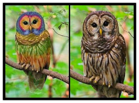 In Actuality The Brilliantly Feathered Rainbow Owl Is Not An