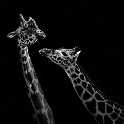 black and white animals 17 (1) #blackandwhiteanimalphotography #