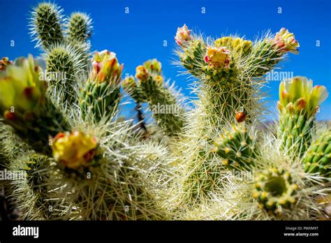 Chain Fruit Cholla Cactus In Joshua National Park California Stock