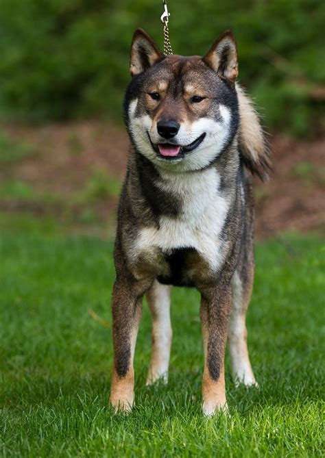 Shikoku Inu Favorite Dog Breeds Spitz Dogs Japanese Dogs Fluffy