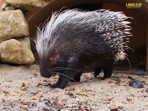 From South Africa The Porcupine Is The Largest Rodent It Its Region
