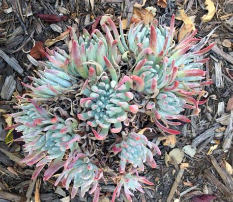 California native flowers full sun. California Native Plants Archives - Cactus Jungle