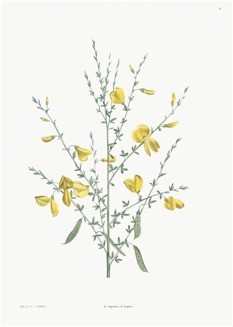 Yellow Broom Flowers Free Public Domain Illustration