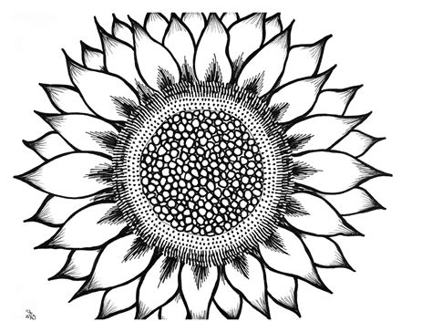 Sunflower Clipart Black And White Pictures On Cliparts Pub