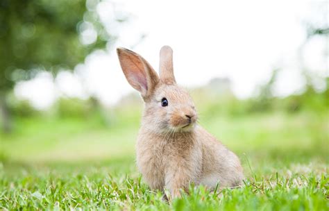 Get Do Bunnies Make Good Pets Reddit - Wayang Pets