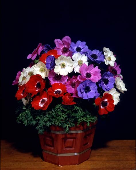Annual flowers for shade ontario. Best Annual Shade Flowers | HGTV | Annual flowers for ...