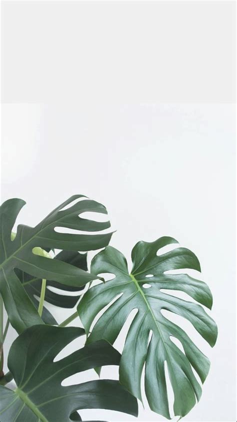 Monstera | Monsteradeliciosa | Plants | Plantas | Plantas ...