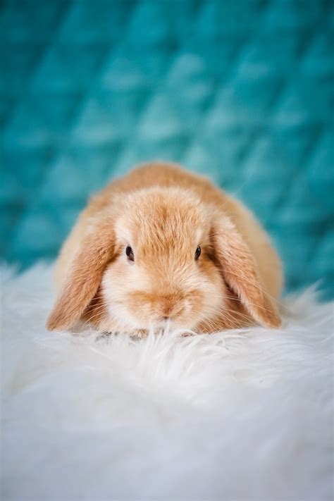 Download Free Cute Rabbits Wallpapers