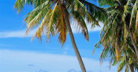 Free Stock Photo Of Beach Coconut Trees Coconuts