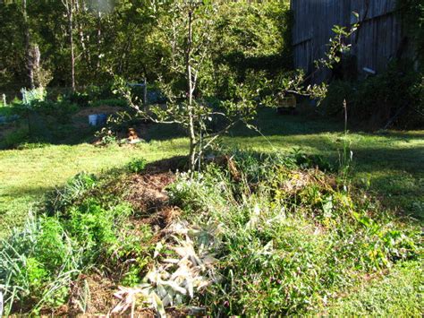 Almost any mulch under a fruit tree is better than no mulch, but there are many ways in which wood chips are the best of mulches. Haphazard mulching of fruit trees