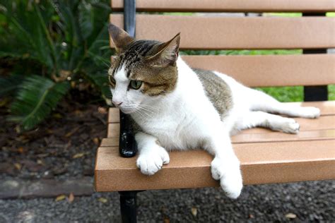 ernest hemingway house impacted by hurricane ian famous cats are fine