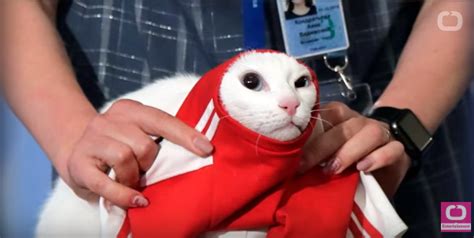 russian cat “achilles” predicts win of host team in first world cup match video