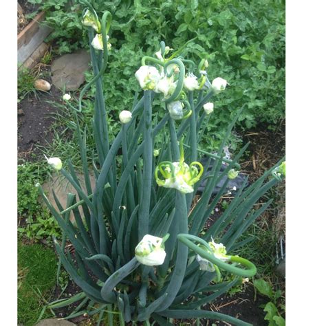 Allium X Proliferum Tree Onion In GardenTags Plant Encyclopedia