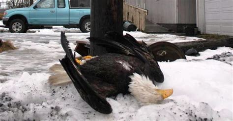 Bald Eagle Survived 25 Years — Until Electrocution