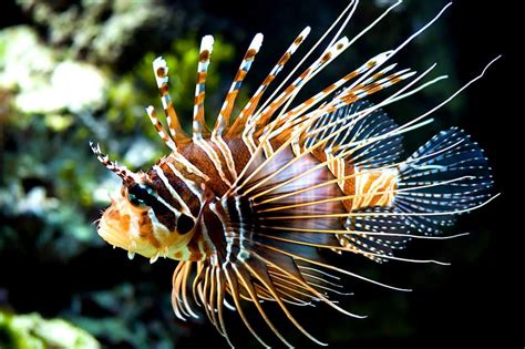 Lionfish Fish Sea Animals Ocean Hd Wallpaper Peakpx