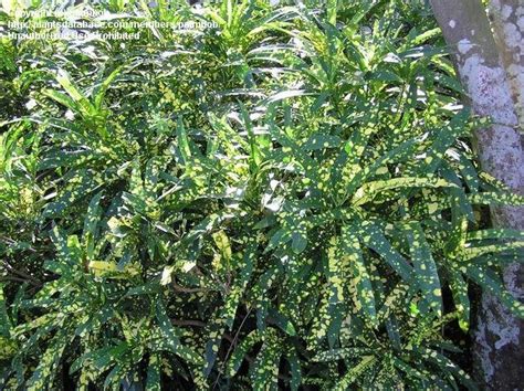 Croton plant care and maintenance (indoor and outdoor). PlantFiles Pictures: Croton 'Eleanor Roosevelt' (Codiaeum ...