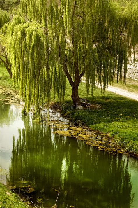 Willow Tree By The Water Stock Image Image Of Botanical 97720331