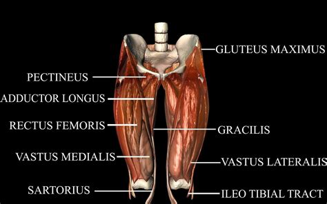 Hip Joint With Muscles Medically Accurate D Model D Model Animated