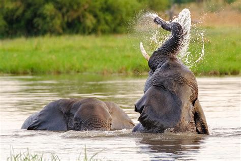 Two Elephants Enjoy The Water In River Wildlife Photography Prints