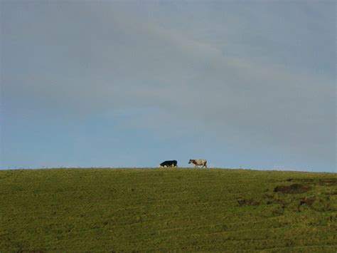 Clare Ireland 2004 Cows R Hipsher Flickr