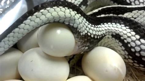 Do All Snakes Give Birth Through The Laying Of Eggs Quora