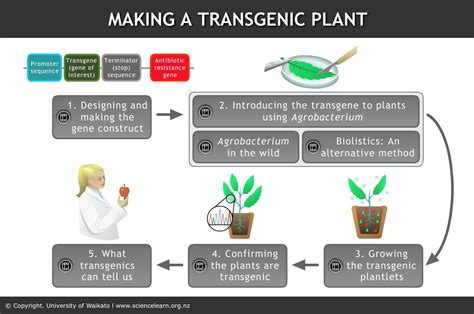 Certain genes are inserted into the plant's genome that confer. Making a transgenic plant — Science Learning Hub