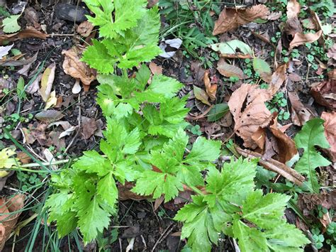 The stalks are normally snapped off at the base, and then cut into pieces or diced. Cutting Celery: A Cold-Tolerant, Neglected Herb - pegplant