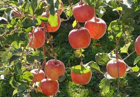 Recommended for other western climates where spring rains and frosts limit apricot culture. Fruit Trees - Home Gardening Apple, Cherry, Pear, Plum ...