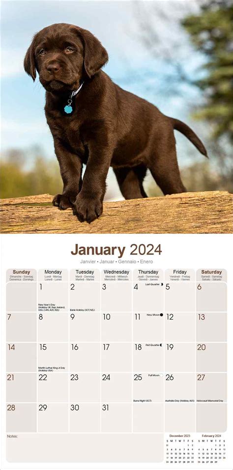 Chocolate Lab Retriever Calendar Dog Breed Pet Prints Inc