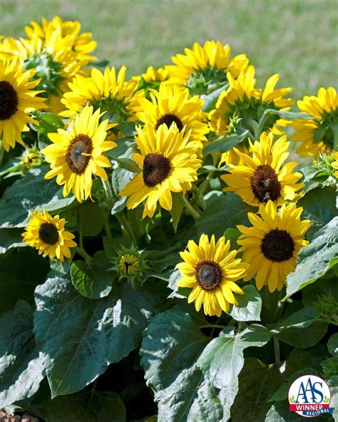 Sunflower Suntastic Yellow With Black Center F1 All America Selections