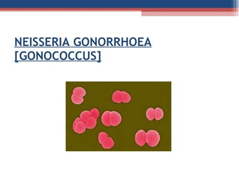 Neisseria Gonorrhoea Std Meningitis Meningococci Gonococci