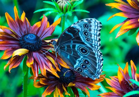 Pin By Connie Ryan On Mariposas Bellas Butterfly Natural Beauty Nature