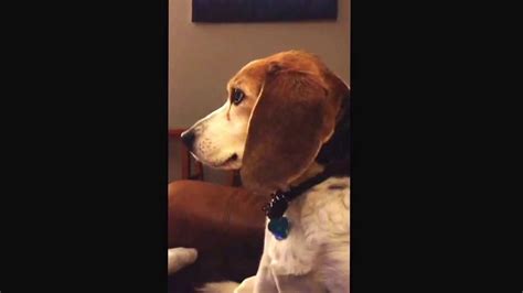Beagle Guilty Of Eating Poop Youtube