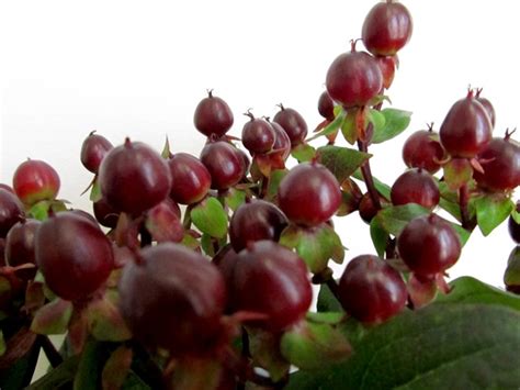 Check the flowers when you receive them, specific the berries on black spots. Hypericum Magical Universe - Hypericum - Flowers and ...