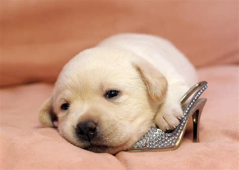 Keep in mind that touch means simply that. Yellow Labrador Puppy Newborn Stock Image - Image of ...