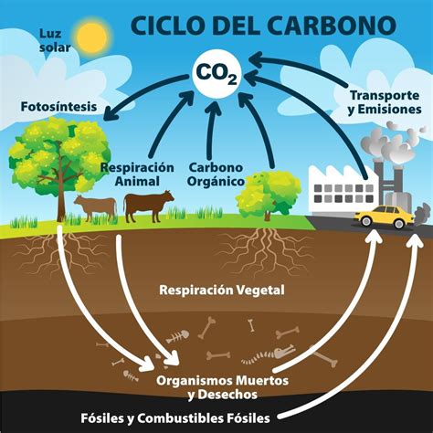 Qu Es El Ciclo Del Carbono Sus Etapas E Importancia Significados 137088