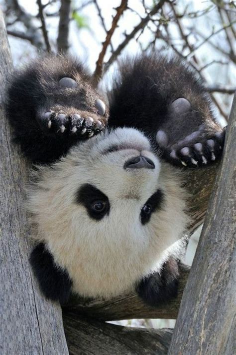 Image De Bébé Panda Trop Mignon