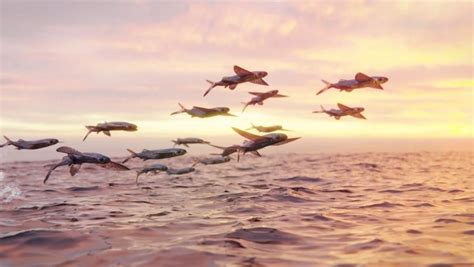 12 Incredible And Amazing Facts About Flying Fish