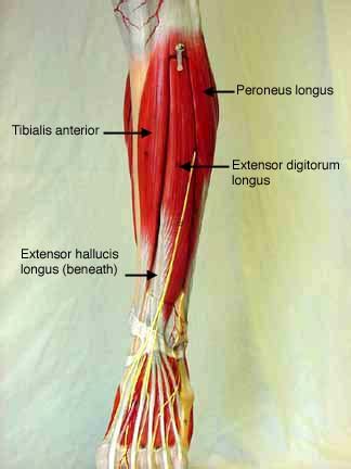 The muscles of the lower back, including the erector spinae and quadratus lumborum muscles, contract to extend and laterally bend the vertebral column. Muscles Man Labeled - Full Screen Sexy Videos