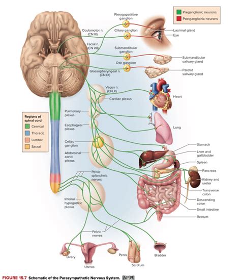 Does The Vagus Nerve Connect To All Major Organs In The Body Quora