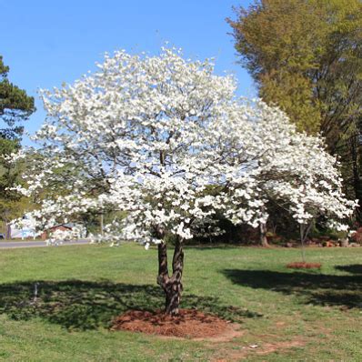 Because they grow in nature as understory trees, they prefer afternoon shade to shield them from blazing sunlight. White Dogwood Tree | Dogwood trees, Landscape design ...