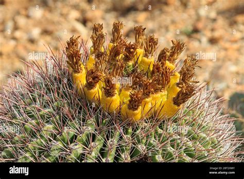 Golden Barrel Cactus Flowers Bloom Echinocactus Grusonii Stock Photo