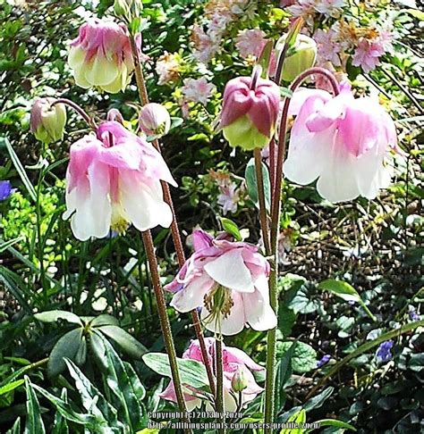 The foliage is the most characteristic feature. Columbines: Plant Care and Collection of Varieties ...